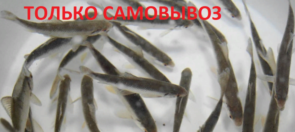 Живец Верхоплавка