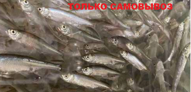 Живец Верхоплавка