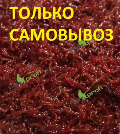 Мотыль мелкий УРАЛ