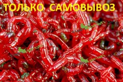 Мотыль крупный