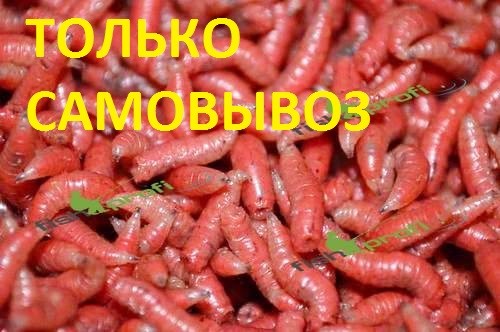 Опарыш красный