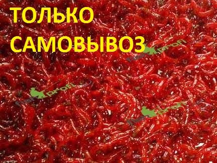 Мотыль мелкий