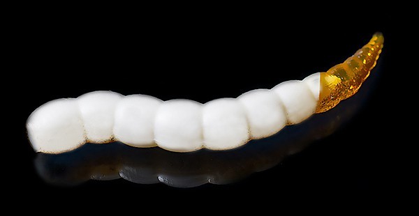 Jara Buf Worm 45 (Сыр) Color #217