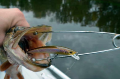 Зевник с шарами