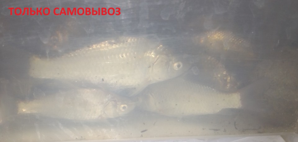 Живец карасик