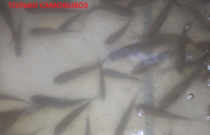 Живец карасик