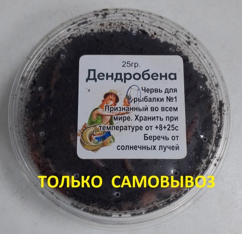 Червь Дендробена