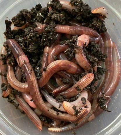 Червь Дендробена