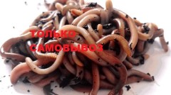 Червь Дендробена