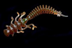 Jara Nessy 50 (Мидия) Color #04