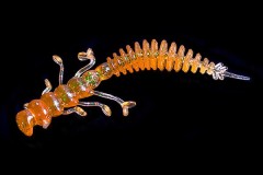 Jara Nessy 50 (Мидия) Color #08