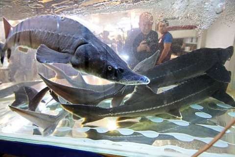 Пеллетс для осетра и форели ALLTECH COPPENS SUPREME-15, 4,5 мм  0,5 кг