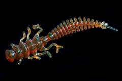 Jara Nessy 50 (Мидия) Color #43