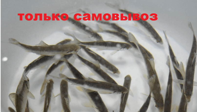 Живец плотва