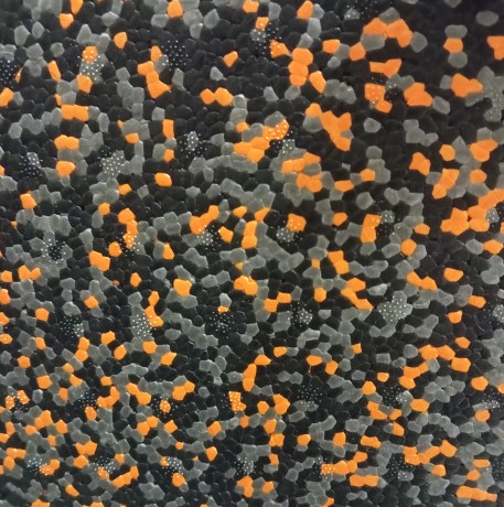 Ящик рыболовный для зимней рыбалки PELICAN ICE BOX SPORT