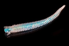 Jara Virmworm 45 (Мидия) Color #38